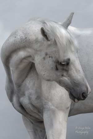 Dramatic side view of a white horse's head and neck showing muscular definition. Sonya Helm Equine Photography, Bristol, TN