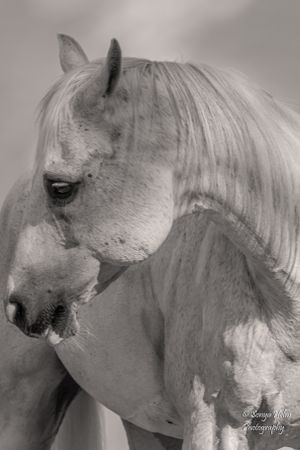 Monochrome portrait of a white horse with flowing mane showing gentle expression. Sonya Helm Equine Photography, Bristol, TN