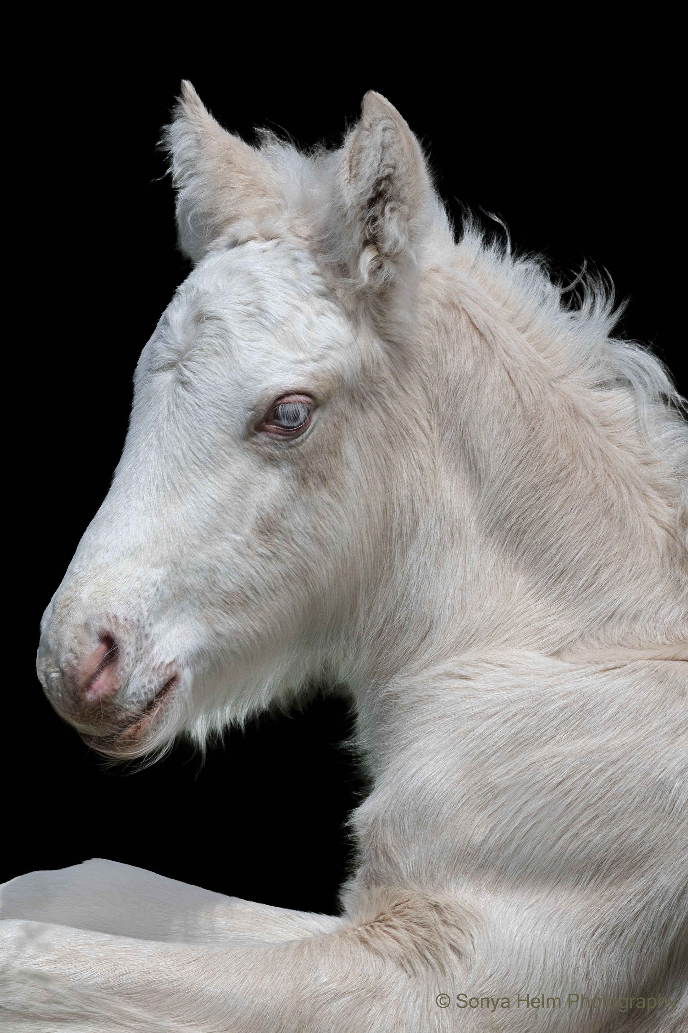 A rare white albino foal with pink nose and red eyes lying down against a black background.