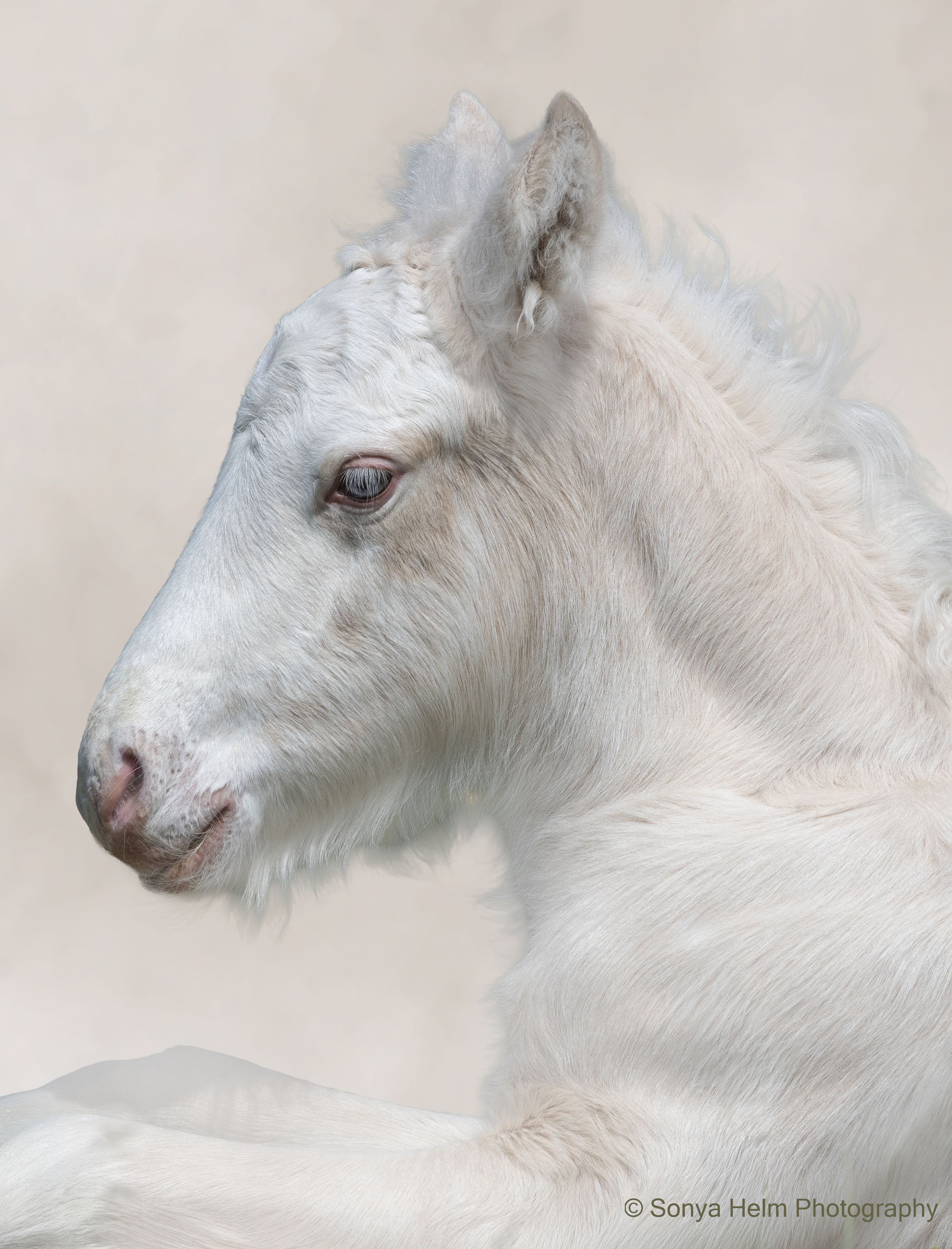 White foal portrait with soft pink nose and dark eyes by Sonya Helm Photography.