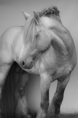 Black and white artistic photograph of a white horse showing its strong muscular profile. Gypsy Vanner, Greeneville, TN
