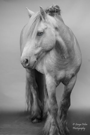 Dramatic black and white portrait of a white draft horse with a flowing mane. Gypsy Vanner, Greeneville, TN