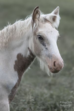 Portrait of a young white and brown spotted horse with expressive eyes and flowing mane. Gypsy Vanner, Greeneville, TN