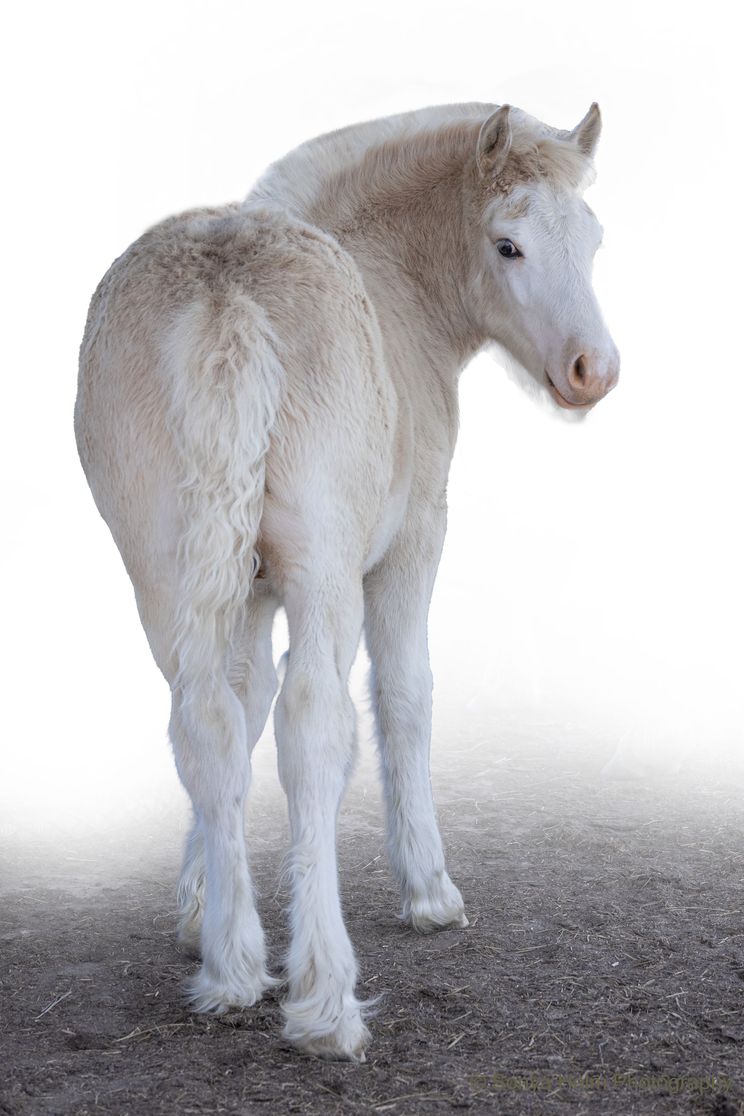 A fluffy white foal standing alone against a bright white misty background on sandy ground.