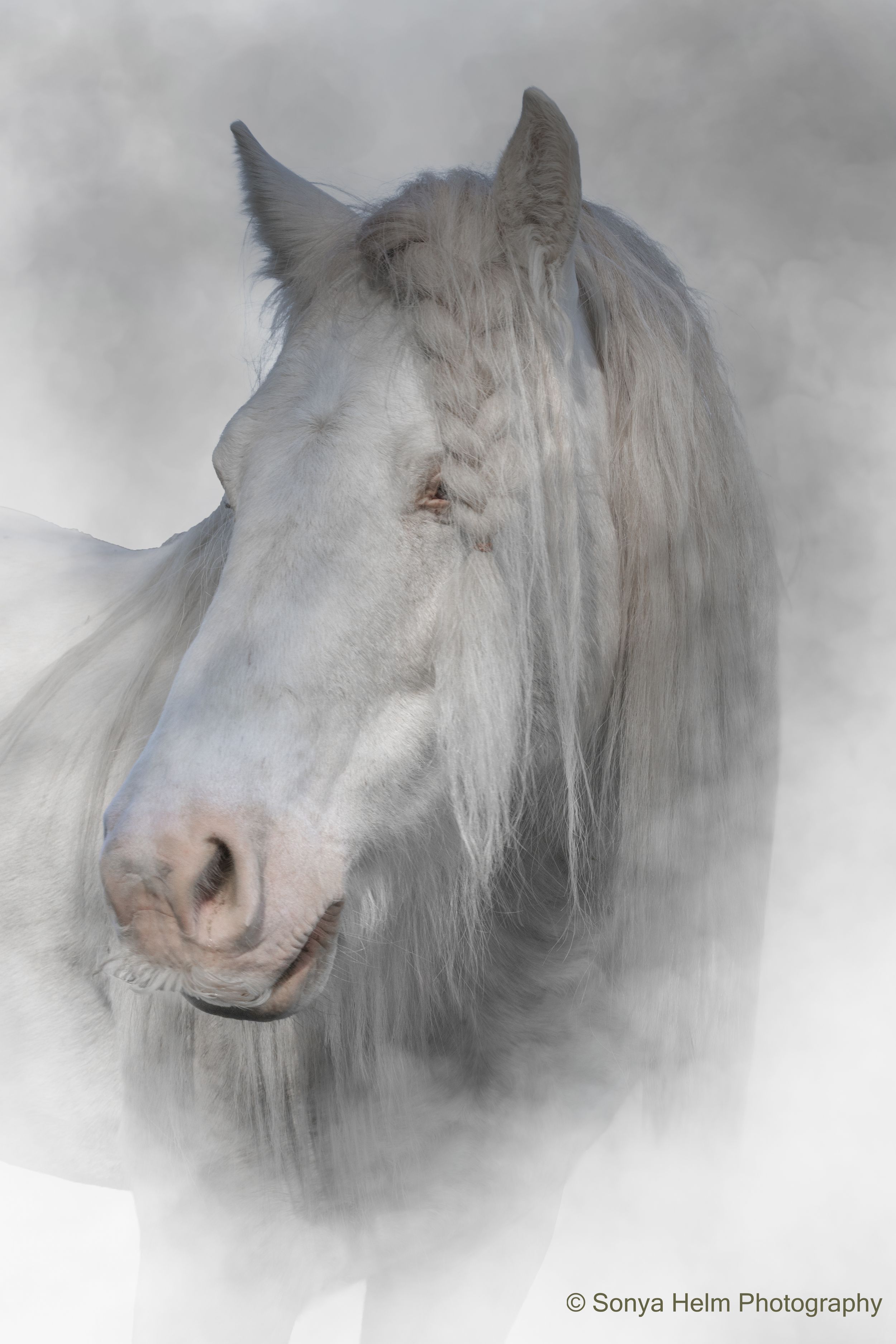 Majestic white horse portrait surrounded by misty fog by Sonya Helm Photography.