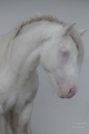 Ethereal portrait of a white horse with pink nose against soft gray background. Gypsy Vanner, Greeneville, TN