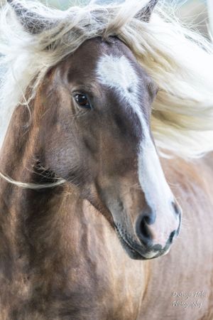 Close-up portrait of a brown horse with windswept white mane against light background. Gypsy Vanner, Greeneville, TN