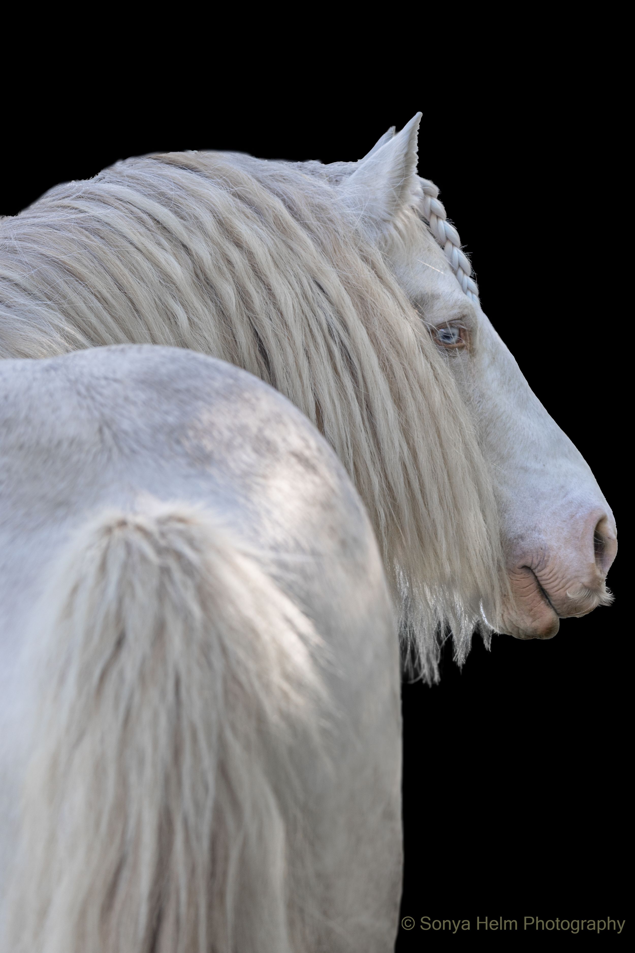 Majestic white Gypsy Vanner horse with flowing mane portrait against black background.