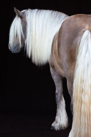 Side view of a horse with flowing white mane against black background. Gypsy Vanner, Greeneville, TN