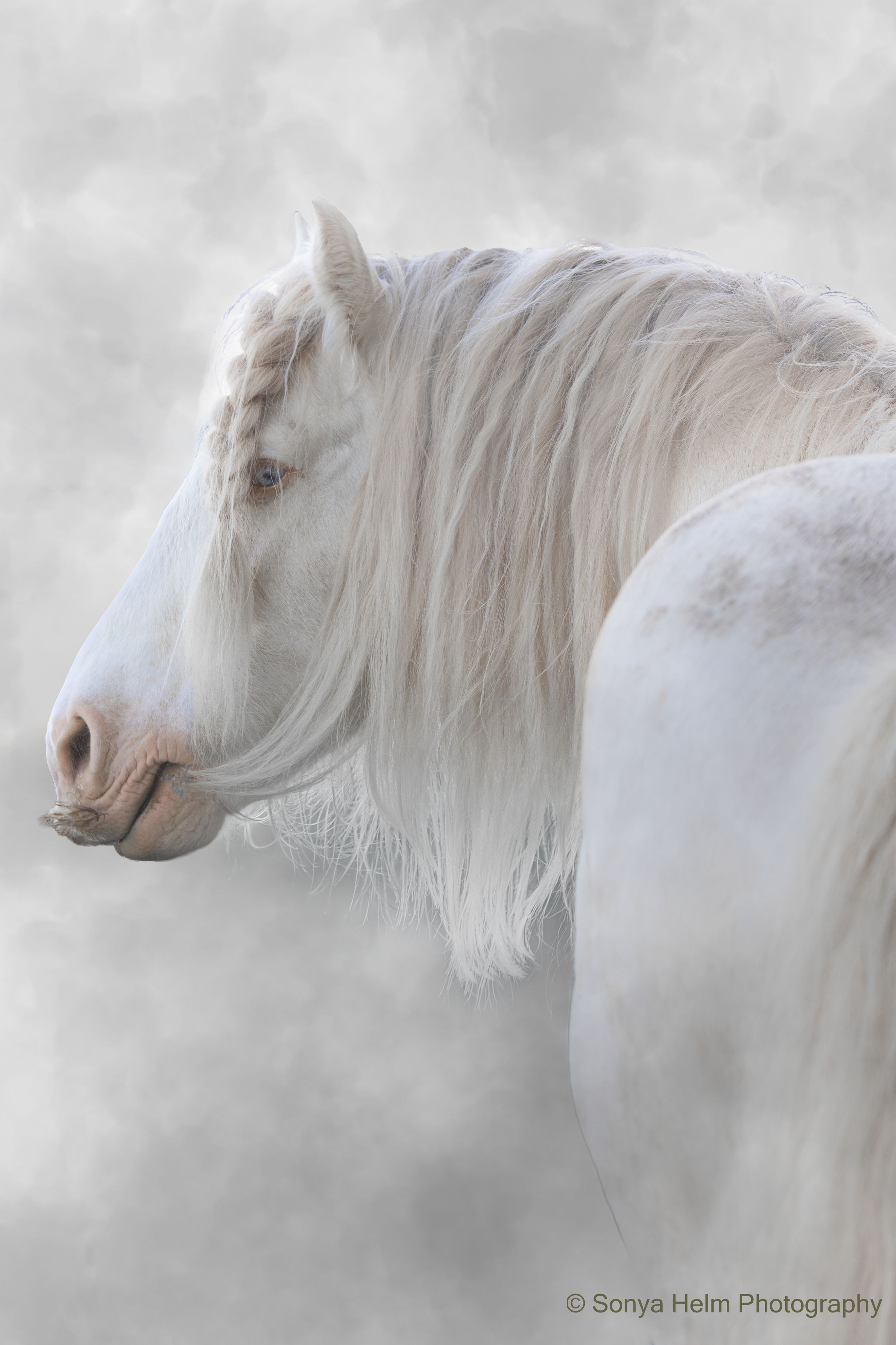 Majestic white Gypsy Vanner horse with flowing mane poses gracefully against a soft, misty grey background.