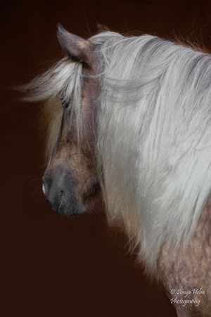 Artistic portrait of a paint horse with flowing white mane against dark background. Gypsy Vanner, Greeneville, TN