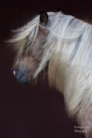 Close-up profile portrait of a horse with flowing white mane against dark background. Gypsy Vanner, Greeneville, TN