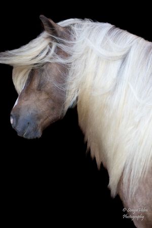 Side view of a brown horse with long flowing white mane against black background. Gypsy Vanner, Greeneville, TN