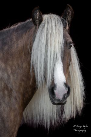 Majestic horse with distinctive white blaze and long flowing mane on black background. Gypsy Vanner, Greeneville, TN