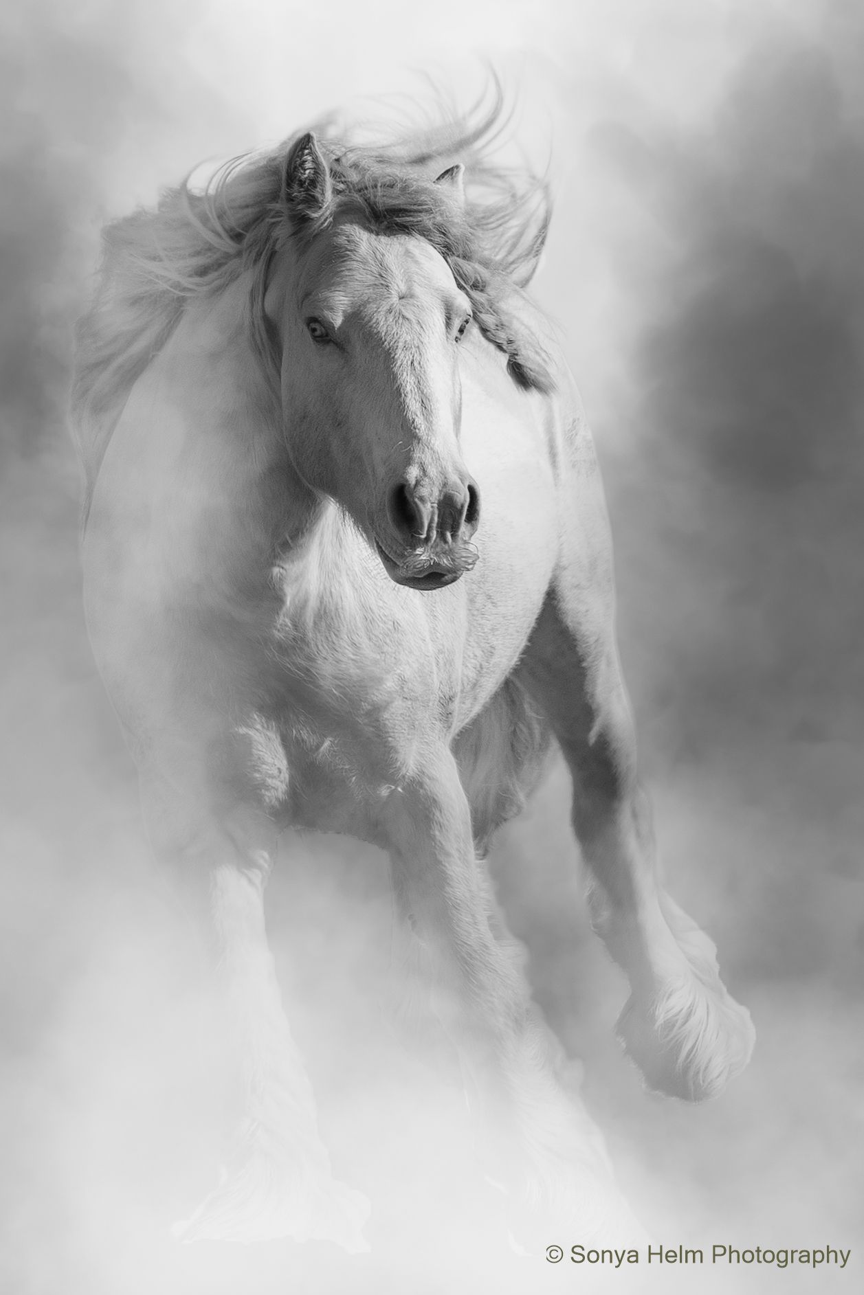 A majestic white horse gallops powerfully through misty fog in a stunning black and white fine art photograph.