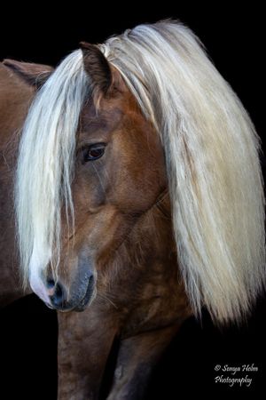 Portrait of a chestnut horse with striking blonde mane against dark backdrop.