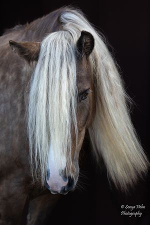 Close-up of a brown horse with cascading white mane against dark backdrop. Gypsy Vanner, Greeneville, TN
