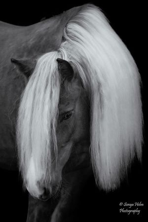 Black and white portrait of a horse with dramatic flowing white mane. Gypsy Vanner, Greeneville, TN
