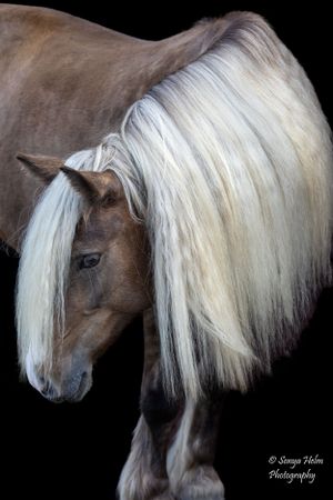 Full profile of a draft horse with luxurious white mane against black background. Gypsy Vanner, Greeneville, TN