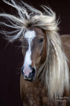 Dynamic shot of a horse with windswept white mane and blaze marking. Gypsy Vanner, Greeneville, TN