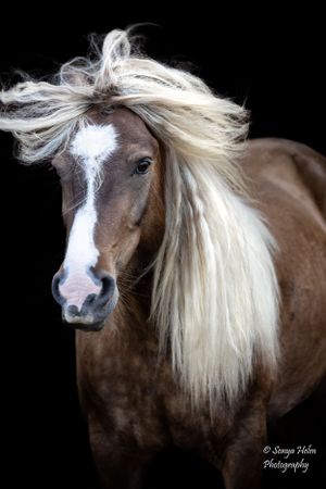 Close-up portrait of a brown horse with white blaze and flowing blonde mane. Gypsy Vanner, Greeneville, TN