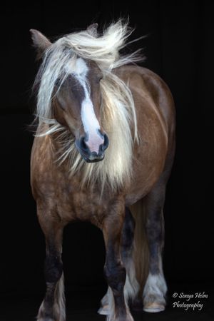 Full body portrait of a draft horse with flowing white mane against dark backdrop. Gypsy Vanner, Greeneville, TN