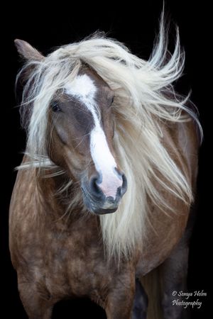 Dramatic portrait of a brown horse with flowing white mane against black background. Gypsy Vanner, Greeneville, TN