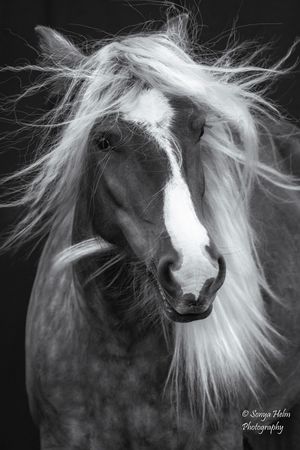 Black and white portrait of a horse with striking white mane flowing in the wind. Gypsy Vanner, Greeneville, TN