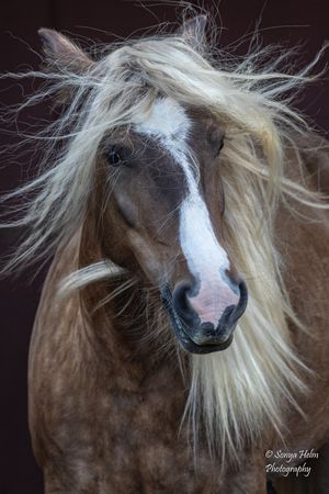 Close-up of a brown horse with windswept white mane and blaze marking on dark background. Gypsy Vanner, Greeneville, TN