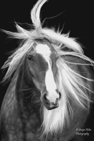 Monochrome portrait of a horse with windblown white mane and facial marking. Gypsy Vanner, Greeneville, TN