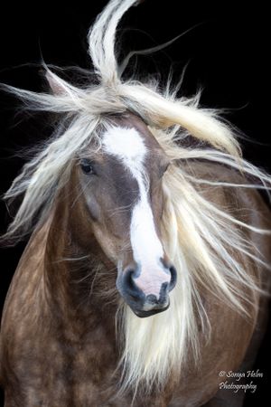Artistic shot of a brown horse with dramatic white mane against black backdrop. Gypsy Vanner, Greeneville, TN