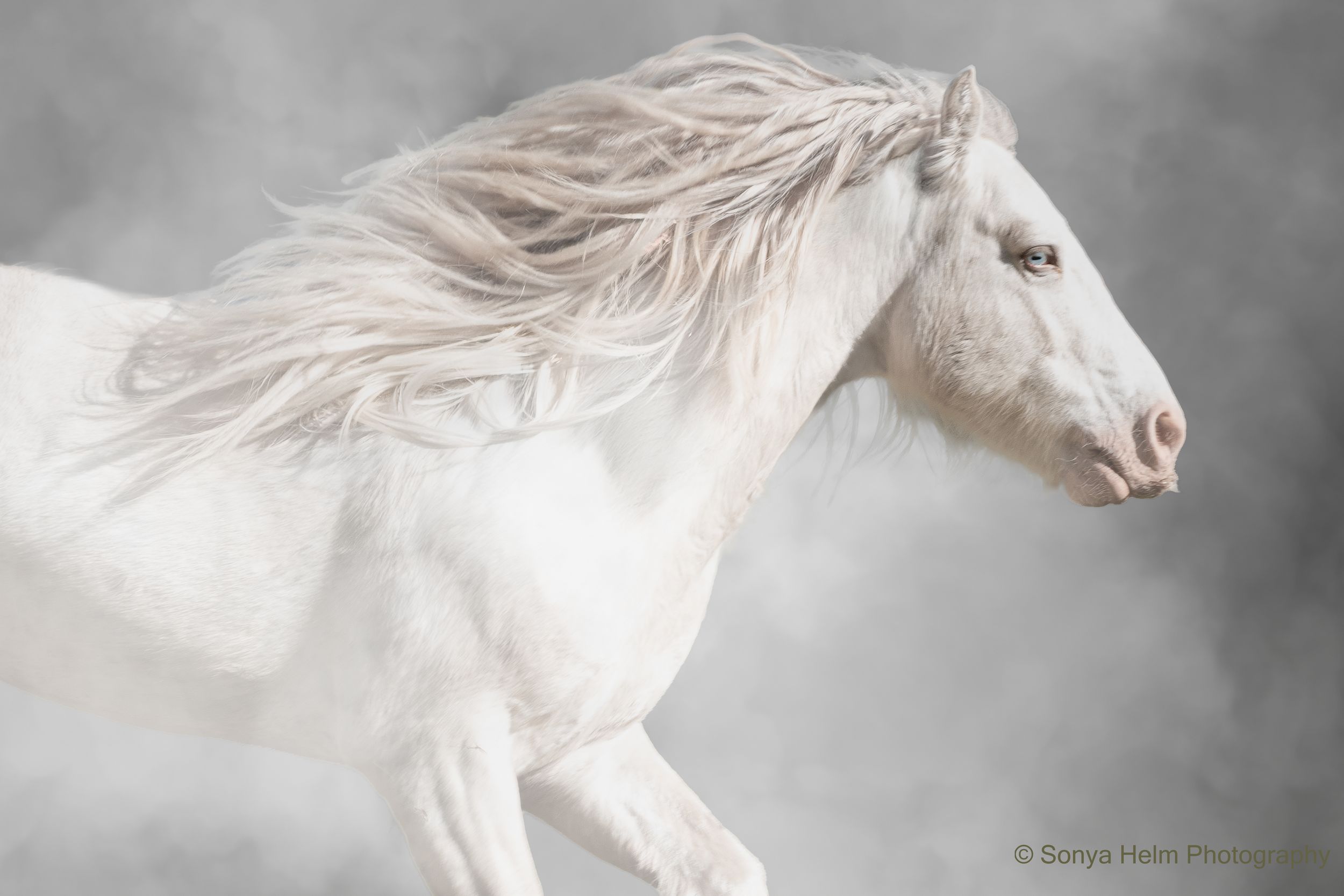 A majestic white horse with flowing mane gallops gracefully against a soft gray misty background.