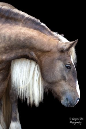 Side profile of brown draft horse with white mane against black background. Gypsy Vanner, Greeneville, TN