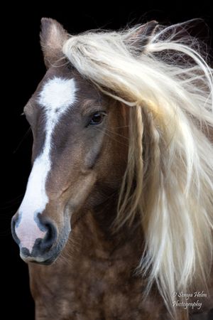 Portrait of chocolate brown horse with flowing blonde mane and white facial marking. Gypsy Vanner, Greeneville, TN