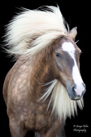 Elegant portrait of a brown horse with flowing white mane against dark backdrop. Gypsy Vanner, Greeneville, TN