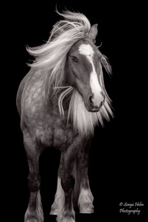 Black and white full body shot of draft horse with flowing mane. Gypsy Vanner, Greeneville, TN