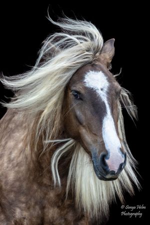 A majestic brown horse with flowing white mane and facial marking photographed against a black background. Gypsy Vanner, Greeneville, TN
