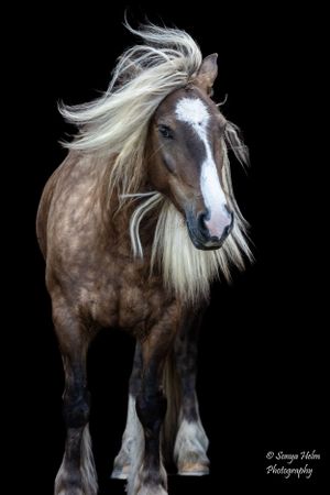 Draft horse with windswept mane standing against black background. Gypsy Vanner, Greeneville, TN