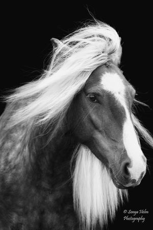 Dramatic black and white portrait of a horse with long flowing mane blowing in the wind. Gypsy Vanner, Greeneville, TN