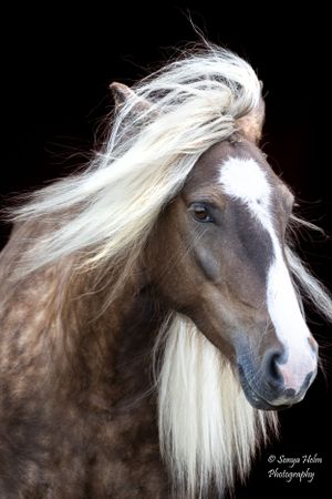 Portrait of a chocolate colored horse with striking white mane and blaze marking on dark backdrop. Gypsy Vanner, Greeneville, TN