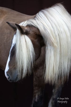 Side profile of a brown horse with luxuriant white mane cascading down its neck against dark background. Gypsy Vanner, Greeneville, TN