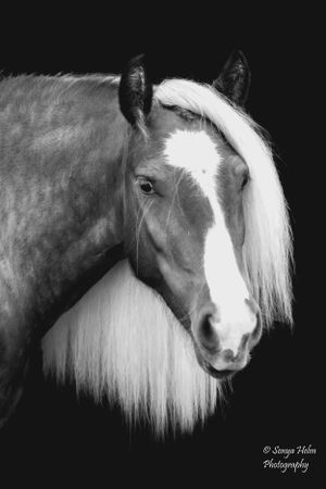 Black and white close-up of a horse's face with distinctive white mane and facial marking. Gypsy Vanner, Greeneville, TN
