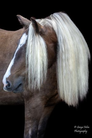 Close-up portrait showing a horse's graceful profile with dramatic white mane against black background. Gypsy Vanner, Greeneville, TN