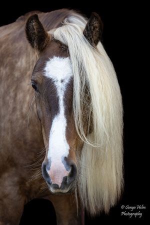 Portrait of a brown horse with striking white blaze and long flowing mane against dark backdrop. Gypsy Vanner, Greeneville, TN