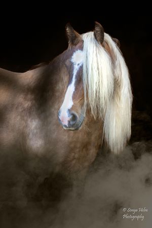 Ethereal portrait of a horse with flowing white mane emerging from misty darkness. Gypsy Vanner, Greeneville, TN