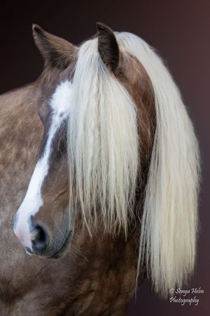 Close-up of a chocolate colored horse with elegant white mane and facial markings on dark background. Gypsy Vanner, Greeneville, TN