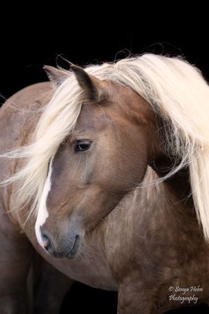 Artistic profile shot of a brown horse with windswept white mane against black backdrop. Gypsy Vanner, Greeneville, TN