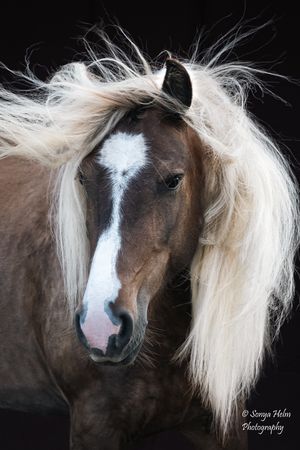 Close-up portrait of a brown horse with flowing white mane against black background. Gypsy Vanner, Greeneville, TN