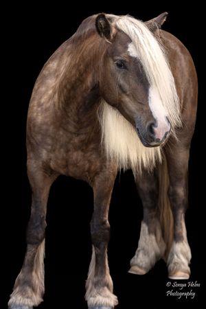 Full body shot of a muscular draft horse with long blonde mane against black background. Gypsy Vanner, Greeneville, TN