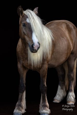 Standing draft horse with flowing white mane and feathered feet on dark background. Gypsy Vanner, Greeneville, TN